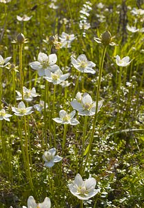 Parnassia palustris (Celastraceae)  - Parnassie des marais, Hépatique blanche - Grass-of-Parnassus Somme [France] 09/09/2006 - 100m