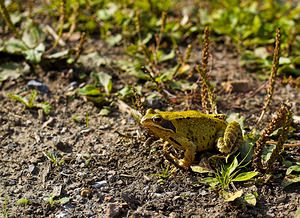 Rana temporaria (Ranidae)  - Grenouille rousse - Grass Frog Nord [France] 30/09/2006 - 50m