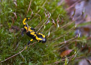 Salamandra salamandra (Salamandridae)  - Salamandre tachetée - Fire Salamander Marne [France] 16/09/2006 - 170m