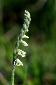 Spiranthes spiralis (Orchidaceae)  - Spiranthe d'automne, Spiranthe spiralée - Autumn Lady's-tresses Pas-de-Calais [France] 02/09/2006 - 80m