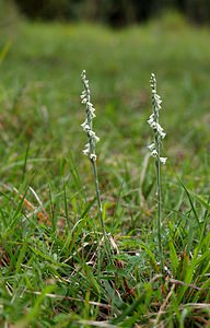 Spiranthes spiralis (Orchidaceae)  - Spiranthe d'automne, Spiranthe spiralée - Autumn Lady's-tresses Pas-de-Calais [France] 02/09/2006 - 80m