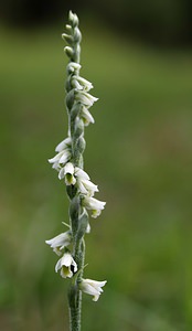 Spiranthes spiralis (Orchidaceae)  - Spiranthe d'automne, Spiranthe spiralée - Autumn Lady's-tresses Pas-de-Calais [France] 02/09/2006 - 80m