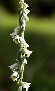 Spiranthes spiralis (Orchidaceae)  - Spiranthe d'automne, Spiranthe spiralée - Autumn Lady's-tresses Pas-de-Calais [France] 02/09/2006 - 80m