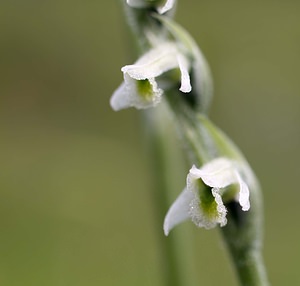 Spiranthes spiralis (Orchidaceae)  - Spiranthe d'automne, Spiranthe spiralée - Autumn Lady's-tresses Pas-de-Calais [France] 02/09/2006 - 90m