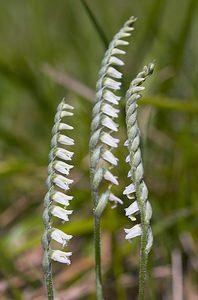 Spiranthes spiralis (Orchidaceae)  - Spiranthe d'automne, Spiranthe spiralée - Autumn Lady's-tresses Pas-de-Calais [France] 09/09/2006 - 80m