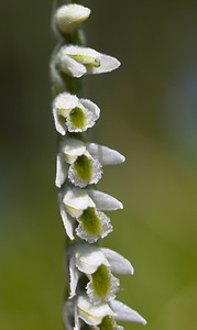 Spiranthes spiralis (Orchidaceae)  - Spiranthe d'automne, Spiranthe spiralée - Autumn Lady's-tresses Pas-de-Calais [France] 09/09/2006 - 80m