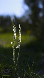 Spiranthes spiralis (Orchidaceae)  - Spiranthe d'automne, Spiranthe spiralée - Autumn Lady's-tresses Pas-de-Calais [France] 09/09/2006 - 80m