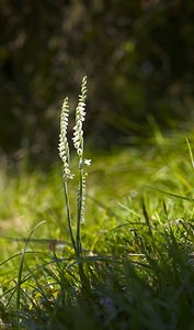 Spiranthes spiralis (Orchidaceae)  - Spiranthe d'automne, Spiranthe spiralée - Autumn Lady's-tresses Pas-de-Calais [France] 09/09/2006 - 80m