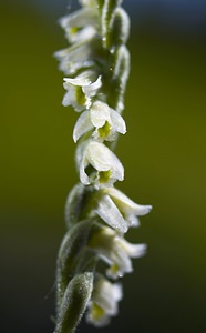 Spiranthes spiralis (Orchidaceae)  - Spiranthe d'automne, Spiranthe spiralée - Autumn Lady's-tresses Pas-de-Calais [France] 09/09/2006 - 80m