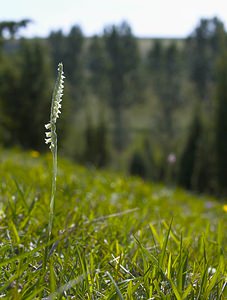 Spiranthes spiralis (Orchidaceae)  - Spiranthe d'automne, Spiranthe spiralée - Autumn Lady's-tresses Pas-de-Calais [France] 09/09/2006 - 80m