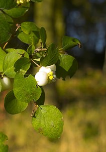 Symphoricarpos albus (Caprifoliaceae)  - Symphorine blanche, Symphorine à fruits blancs, Symphorine à grappes - Snowberry Nord [France] 30/09/2006 - 50m