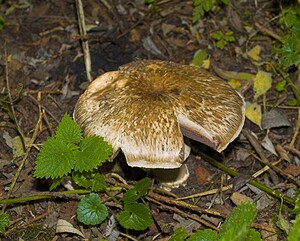 Agaricus sylvaticus (Agaricaceae)  - Agaric des forêts, Psalliote des bois - Blushing Wood Mushroom Nord [France] 11/10/2006 - 20m