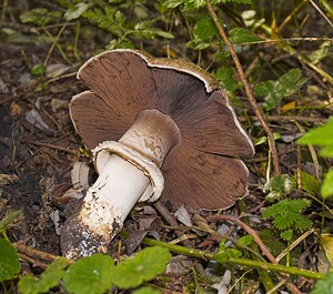 Agaricus sylvaticus (Agaricaceae)  - Agaric des forêts, Psalliote des bois - Blushing Wood Mushroom Nord [France] 11/10/2006 - 20m