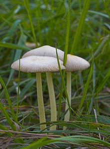 Bolbitius titubans (Bolbitiaceae)  - Yellow Fieldcap  [France] 28/10/2006 - 130m