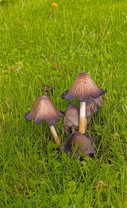 Coprinus atramentarius (Psathyrellaceae)  - Coprin noir d'encre - Common Inkcap Nord [France] 14/10/2006 - 20m