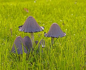 Coprinus atramentarius (Psathyrellaceae)  - Coprin noir d'encre - Common Inkcap Nord [France] 14/10/2006 - 20m