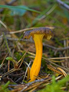 Craterellus lutescens (Cantharellaceae)  - Chanterelle jaune - Golden Chanterelle Marne [France] 29/10/2006 - 260m