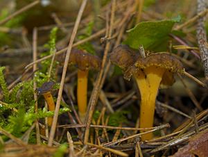 Craterellus lutescens (Cantharellaceae)  - Chanterelle jaune - Golden Chanterelle Marne [France] 29/10/2006 - 260m