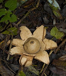 Geastrum triplex (Geastraceae)  - Géastre a trois enveloppes - Collared Earthstar Nord [France] 11/10/2006 - 30m