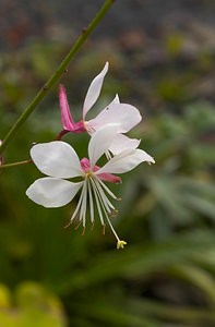 Oenothera lindheimeri (Onagraceae)  - Onagre de Lindheimer, Gaura de Lindheimer Nord [France] 21/10/2006 - 30mplante introduite (provenance Sud Ouest des Etats-Unis ?), ?chapp?e de jardins.