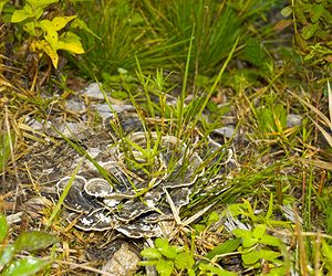 Trametes versicolor (Polyporaceae)  - Tramète versicolore, Tramète à couleur changeante - Turkeytail Nord [France] 14/10/2006 - 20m