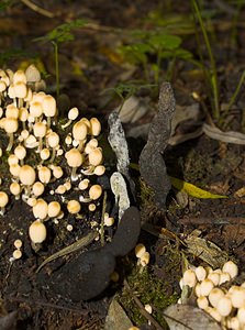 Xylaria polymorpha (Xylariaceae)  - Xylaire polymorphe, Doigt de Satan, Doigt du mort - Dead Man's Fingers Nord [France] 11/10/2006 - 30m