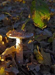 Amanita excelsa var. spissa (Amanitaceae)  - Amanite épaisse Nord [France] 26/11/2006 - 30m