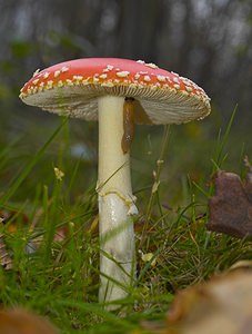 Amanita muscaria (Amanitaceae)  - Amanite tue-mouches, Fausse oronge - Fly Agaric Nord [France] 26/11/2006 - 30m