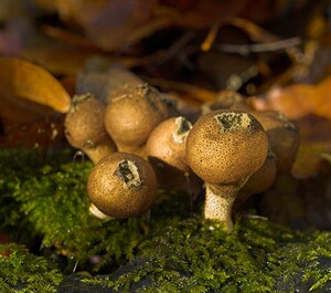 Apioperdon pyriforme (Lycoperdaceae)  - Vesse de loup en poire - Pear-shaped puffball, Stump puffball Somme [France] 18/11/2006 - 120m