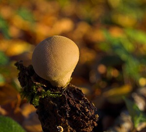 Apioperdon pyriforme (Lycoperdaceae)  - Vesse de loup en poire - Pear-shaped puffball, Stump puffball Pas-de-Calais [France] 19/11/2006 - 70m