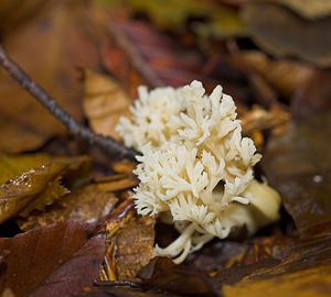 Clavulina coralloides (Clavulinaceae)  - Clavaire crêtée - Crested Coral Pas-de-Calais [France] 19/11/2006 - 100m