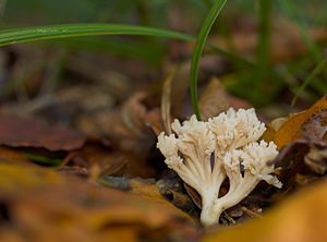 Clavulina coralloides (Clavulinaceae)  - Clavaire crêtée - Crested Coral Pas-de-Calais [France] 19/11/2006 - 100m