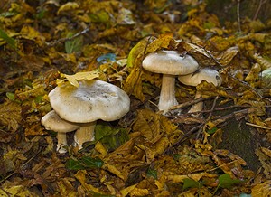 Clitocybe nebularis (Tricholomataceae)  - Clitocybe nébuleux - Clouded Funnel Dinant [Belgique] 01/11/2006 - 160m