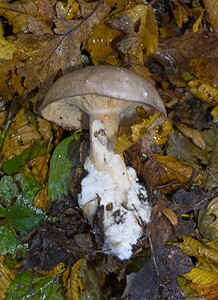 Clitocybe nebularis (Tricholomataceae)  - Clitocybe nébuleux - Clouded Funnel Dinant [Belgique] 01/11/2006 - 160m