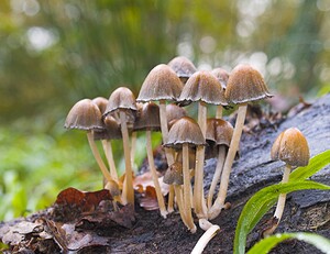 Coprinellus micaceus (Psathyrellaceae)  - Coprin micacé Philippeville [Belgique] 02/11/2006 - 280m