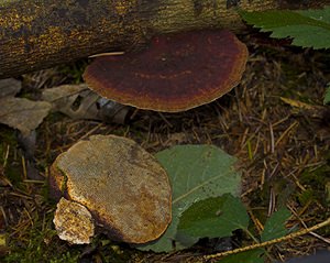 Daedaleopsis confragosa (Polyporaceae)  - Tramète rougissante - Blushing Bracket Somme [France] 11/11/2006 - 170m