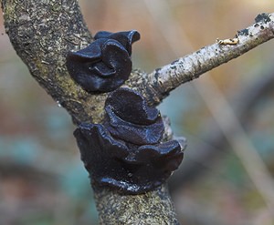 Exidia glandulosa (Exidiaceae)  - Exidie glanduleuse - Witches' Butter Nord [France] 26/11/2006 - 30m