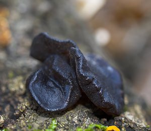 Exidia glandulosa (Exidiaceae)  - Exidie glanduleuse - Witches' Butter Nord [France] 26/11/2006 - 30m