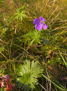 Geranium sanguineum (Geraniaceae)  - Géranium sanguin, Sanguinaire, Herbe à becquet - Bloody Crane's-bill Dinant [Belgique] 01/11/2006 - 160m