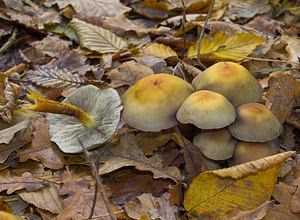 Hypholoma fasciculare (Strophariaceae)  - Hypholome en touffes, Hypholome fasciculé, Géophile, Nématolome en touffes - Sulphur Tuft Nord [France] 26/11/2006 - 30m