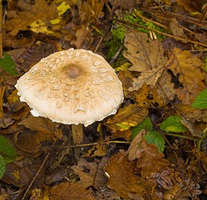 Macrolepiota mastoidea (Secotiaceae)  - Lépiote mamelonnée - Slender Parasol Philippeville [Belgique] 02/11/2006 - 290m