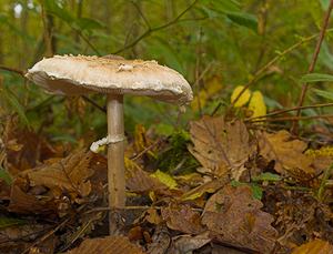 Macrolepiota mastoidea (Secotiaceae)  - Lépiote mamelonnée - Slender Parasol Philippeville [Belgique] 02/11/2006 - 290m