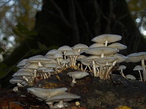 Mucidula mucida (Physalacriaceae)  - Collybie visqueuse - Porcelain Fungus Pas-de-Calais [France] 19/11/2006 - 100m