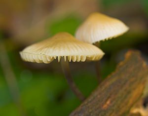 Mycena galericulata (Mycenaceae)  - Mycène casquée - Common Bonnet Somme [France] 18/11/2006 - 120m