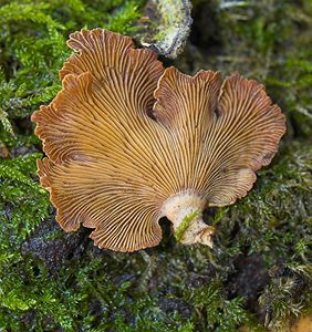 Panellus stipticus (Mycenaceae)  - Panelle astringente - Bitter Oysterling Nord [France] 26/11/2006 - 30mCe champignon est connu pour sa bioluminescence de couleur verte