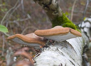 Piptoporus betulinus (Fomitopsidaceae)  - Polypore du bouleau - Birch Polypore Nord [France] 26/11/2006 - 30m