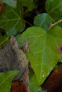 Pisaura mirabilis (Pisauridae)  - Pisaure admirable - Nursery Web Spider Somme [France] 18/11/2006 - 120m