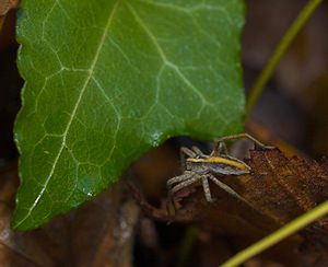 Pisaura mirabilis (Pisauridae)  - Pisaure admirable - Nursery Web Spider Somme [France] 18/11/2006 - 120m