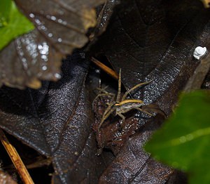 Pisaura mirabilis (Pisauridae)  - Pisaure admirable - Nursery Web Spider Somme [France] 18/11/2006 - 120m