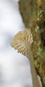 Roridomyces roridus (Mycenaceae)  - Dripping Bonnet Nord [France] 26/11/2006 - 30m